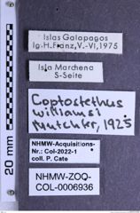 Etiketten zu Coptostethus williamsi (Mutchler, 1925) (NHMW-ZOO-COL-0006936)